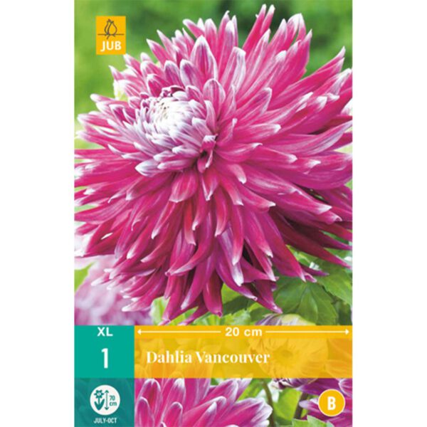 Großblumige Dahlie 'Vancouver' - 1 Stück