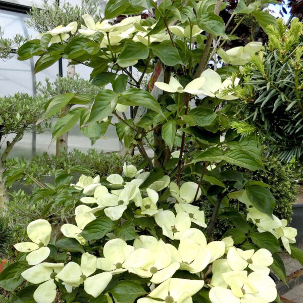 Großblumiger Blumen-Hartriegel 'Venus'
