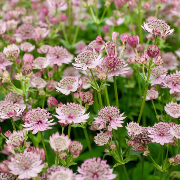 Große Sterndolde 'Pink Button'