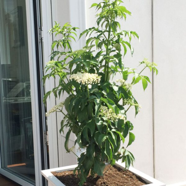 Grünlaubiger Säulen-Holunder 'Green Tower®'