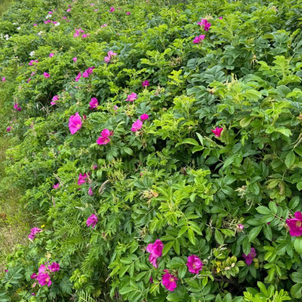 Hagebutte / Syltrose / Apfelrose