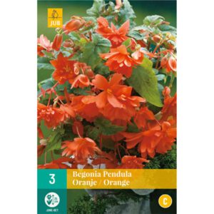 Hängebegonie 'Pendula Orange' - 3 Stück