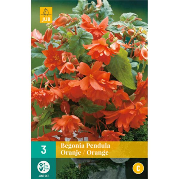 Hängebegonie 'Pendula Orange' - 3 Stück