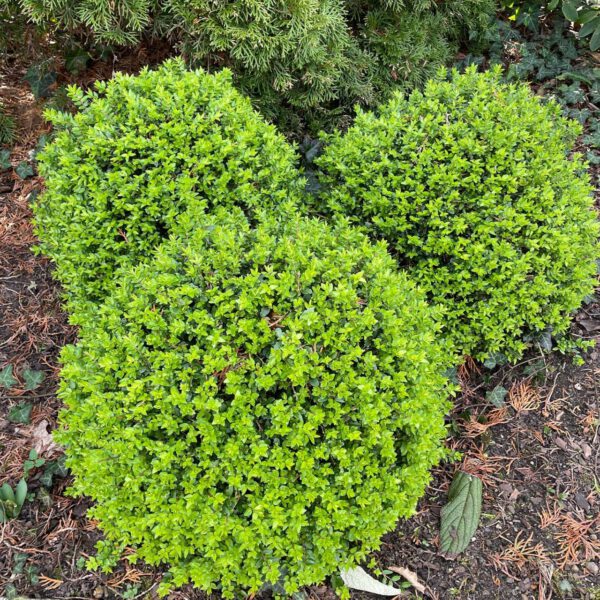 Heckenmyrte 'Moss Green'
