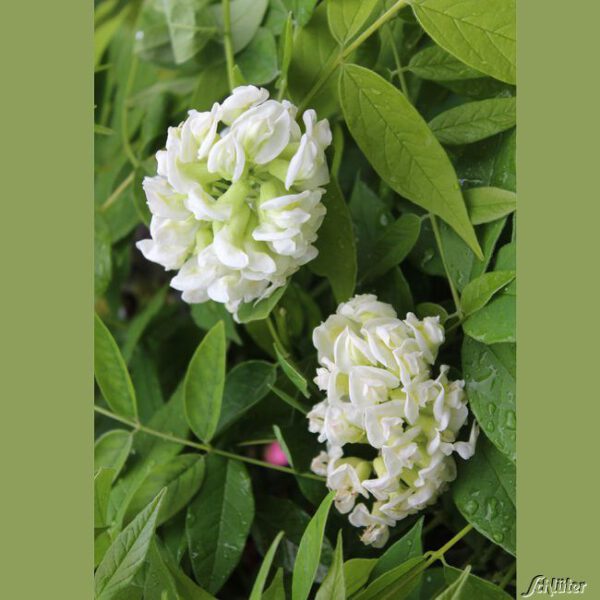 Amerikanischer Blauregen 'Nivea'