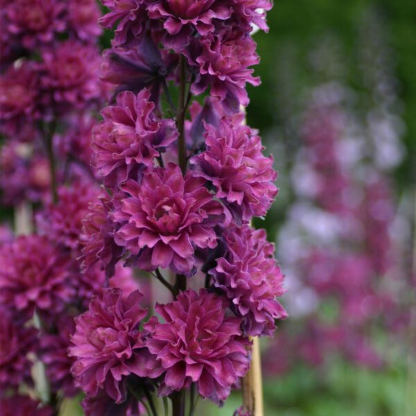 Hoher Rittersporn Highlander 'Flamenco'