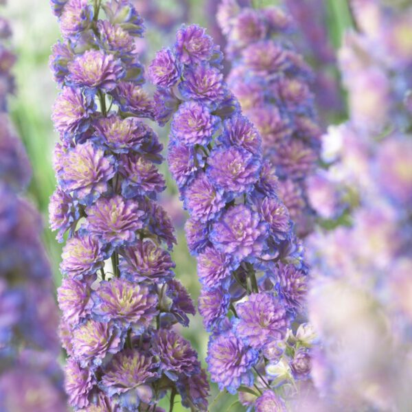 Hoher Rittersporn Highlander 'Sweet Sensation'