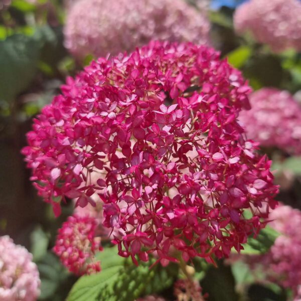 Hortensie 'Candybelle® Sorbet'