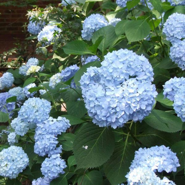 Hortensie Endless Summer® 'The Original Blue'