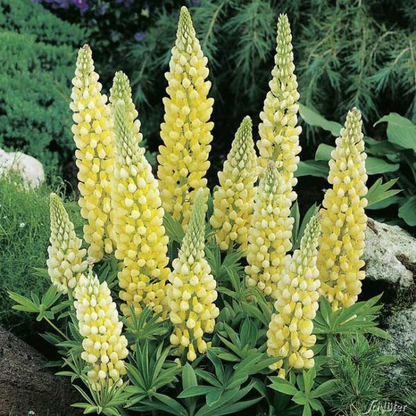 Gartenlupinen 'Gelb' - 3 Stück