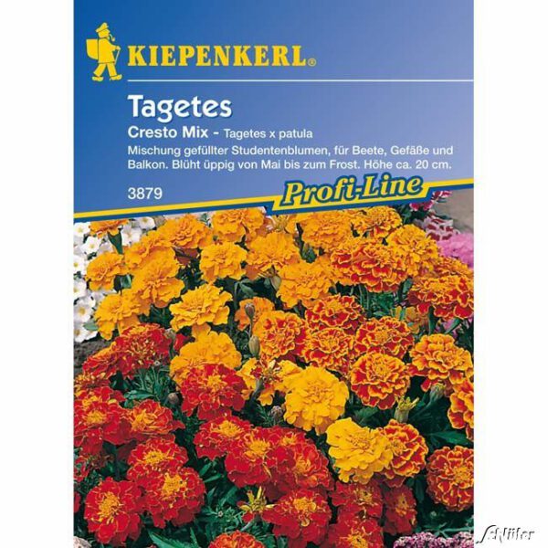 Tagetes 'Cresto Mix'