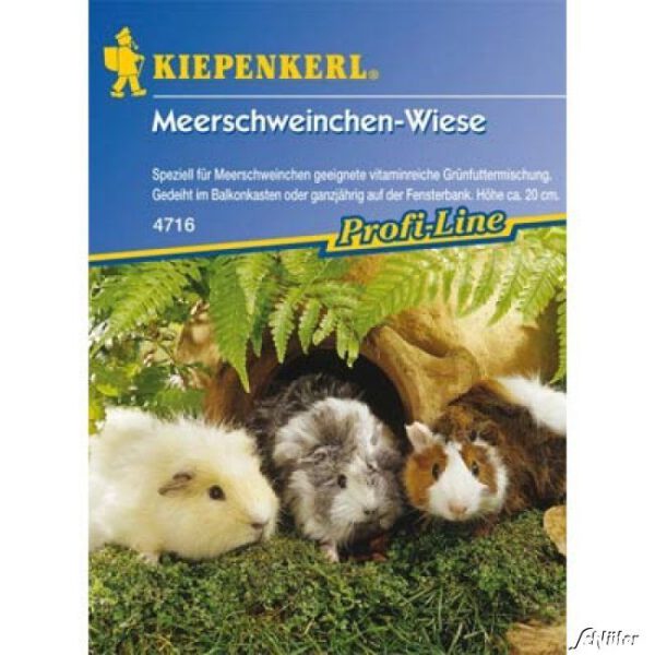 Meerschweinchen-Wiese
