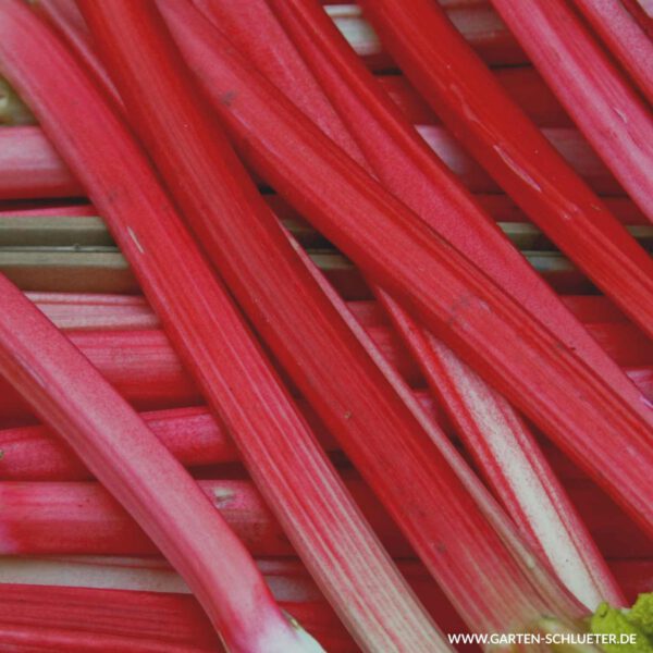 Rosen-Rhabarber 'Frambozen Rood'