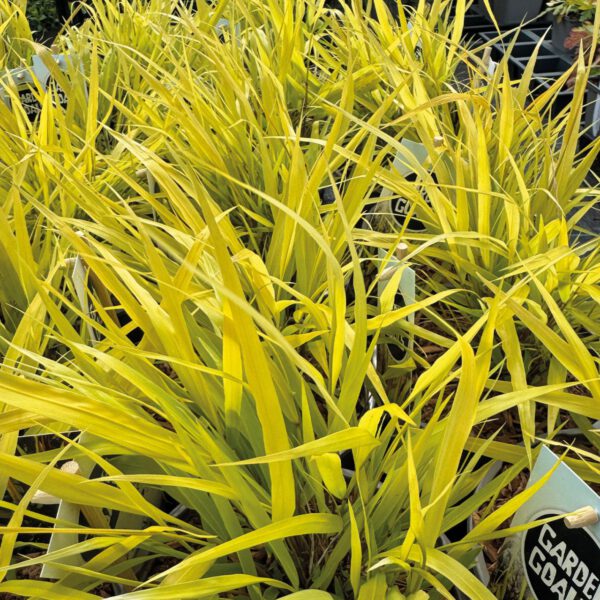 Japanisches Goldberggras / Ziergras 'All Gold'