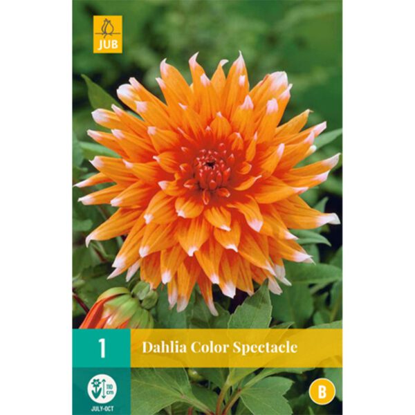Kaktusdahlie 'Color Spectacle'
