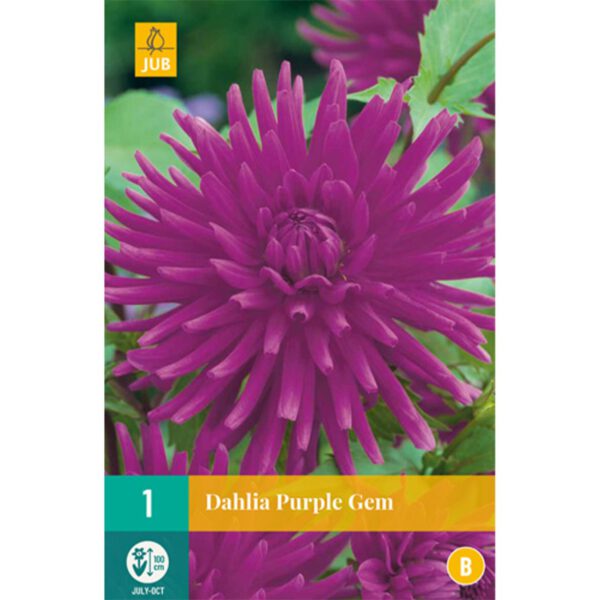 Kaktusdahlie 'Purple Gem'