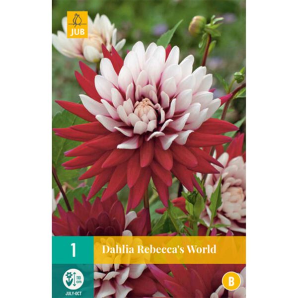 Kaktusdahlie 'Rebecca´s World'