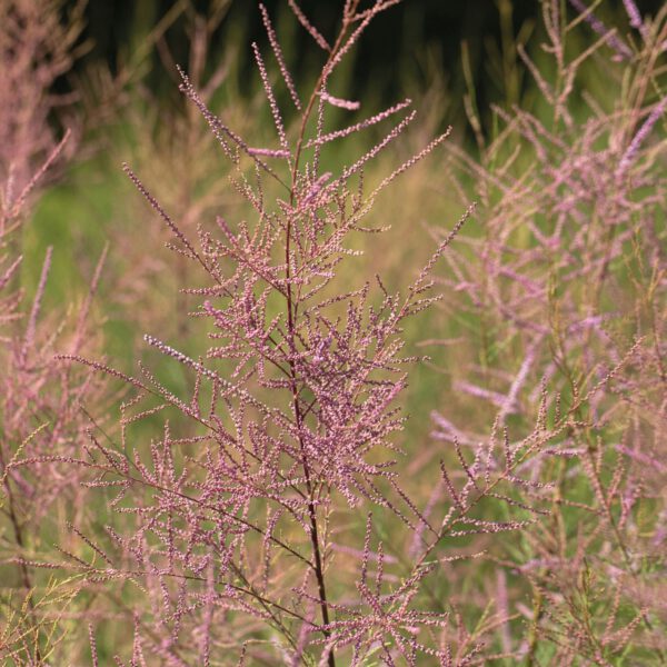 KaspischeTamariske 'Pink Cascade'
