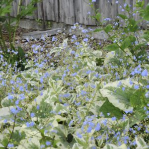 Kaukasus-Vergissmeinnicht 'Variegata'