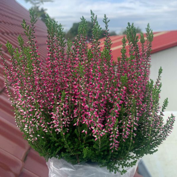 Knospenheide 'Franca' (Garden Girls®)