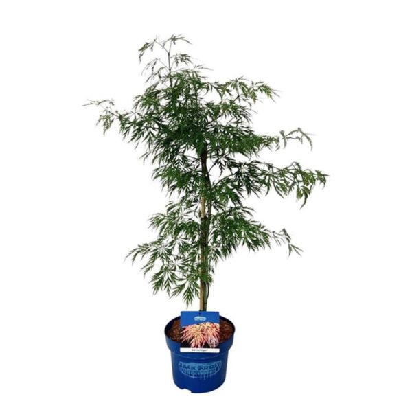Koreanischer Fächer-Ahorn 'Jack Frost® Ice Dragon®', 3 Liter, 40 - ...