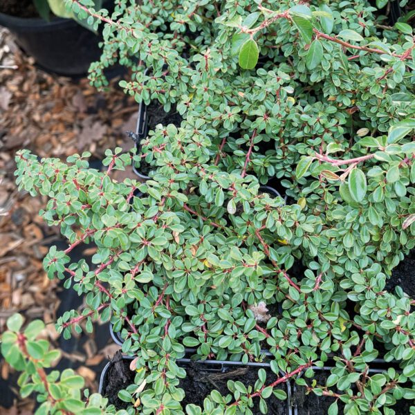 Kriechmispel 'Cooper'