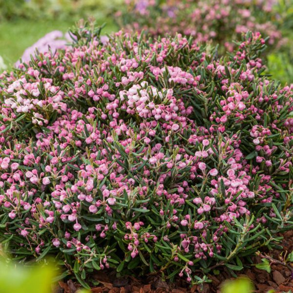 Lavendelheide 'Blue Ice'
