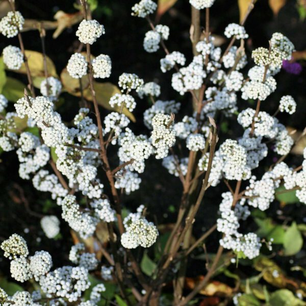 Liebesperlenstrauch / Schönfrucht 'Magical® Snowqueen'