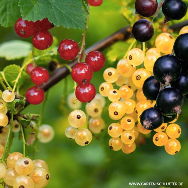 Johannisbeeren Trio - 3 Sorten in einem Topf
