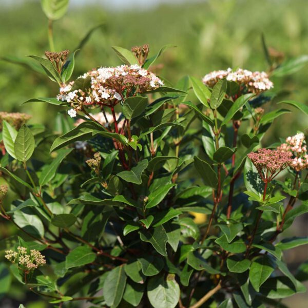 Lorbeer-Schneeball 'Spirit® Anvi'