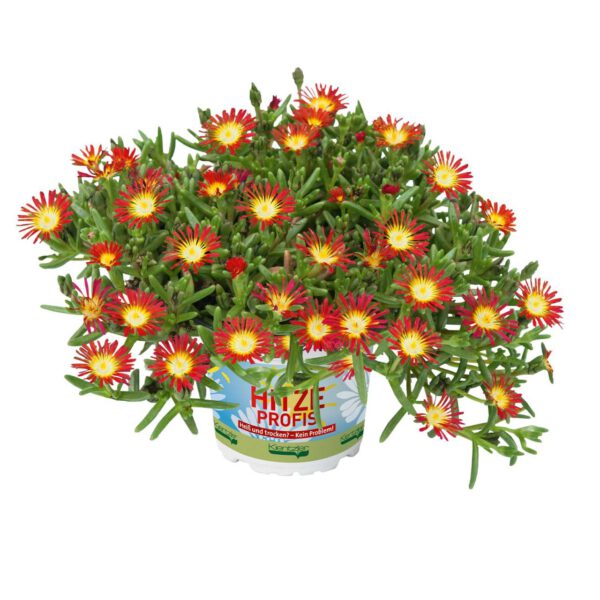 Mittagsblume 'SunDiamonds Red' - 3 Stück