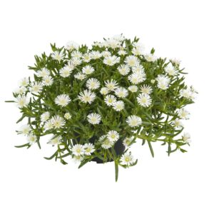 Mittagsblume 'SunDiamonds White' - 3 Stück