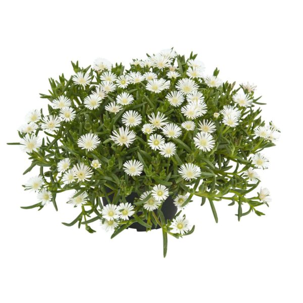 Mittagsblume 'SunDiamonds White' - 3 Stück