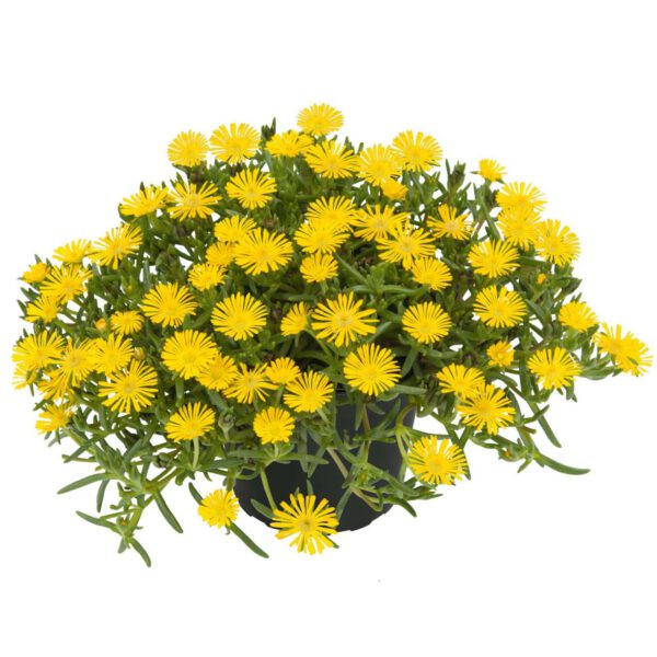 Mittagsblume 'SunDiamonds Yellow' - 3 Stück