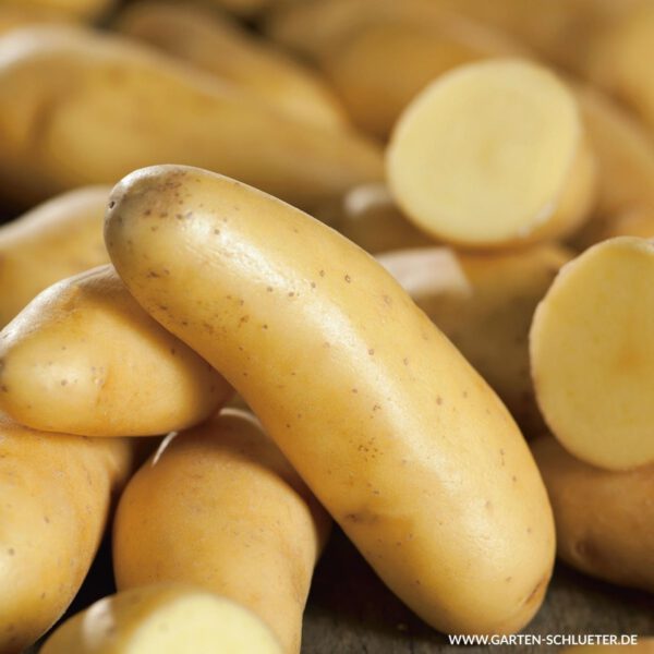 Pflanzkartoffeln 'La Ratte'