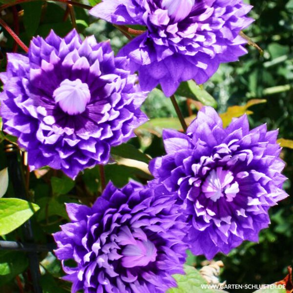 Clematis 'Kokonoe'