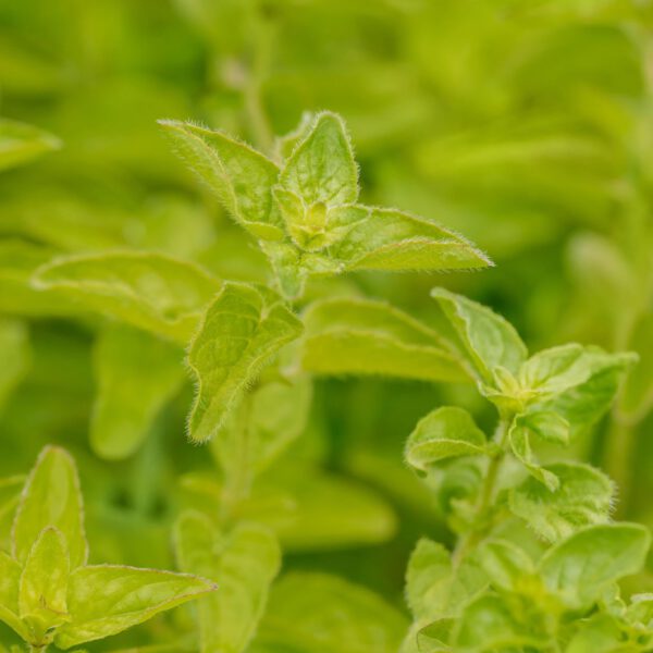 Oregano / Echter Dost