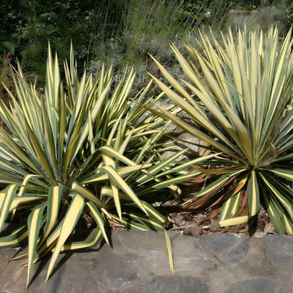Palmlilie 'Colour Guard'