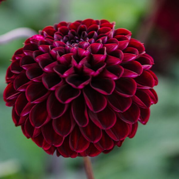 Pompondahlie 'Dark Spirit', 1 Stück