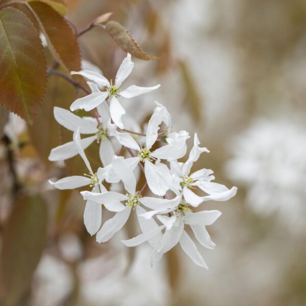 Pralinenbaum 'Ballerina' (Essbare Felsenbirne)