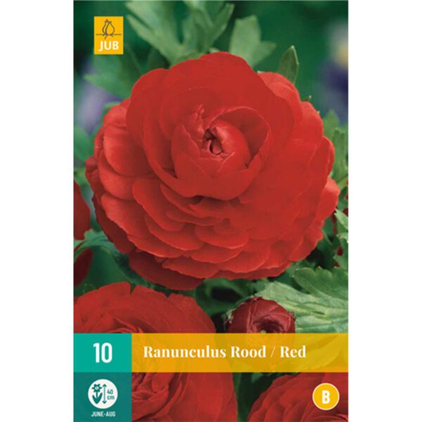 Ranunkeln 'Red' - 10 Stück