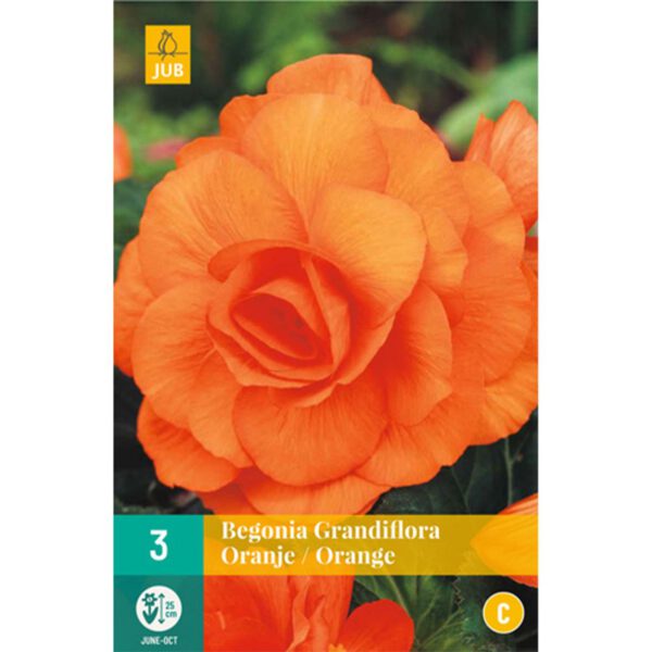 Riesenblütige Begonie 'Grandiflora' orange - 3 Stück