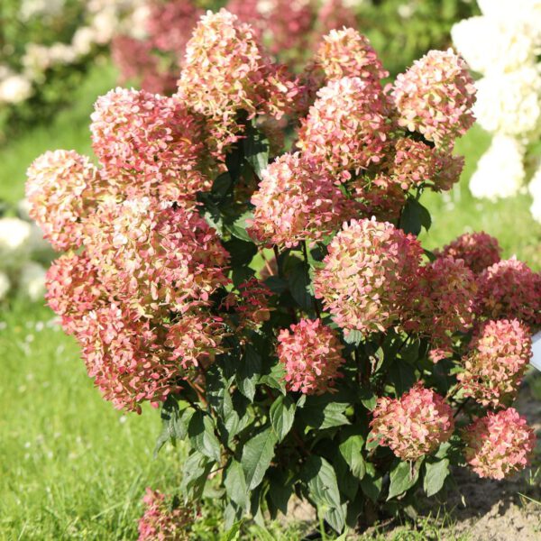 Rispenhortensie 'Graffiti®'