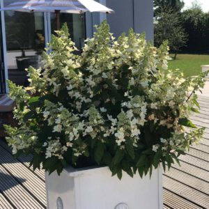 Rispenhortensie 'Magical ® Vesuvio'
