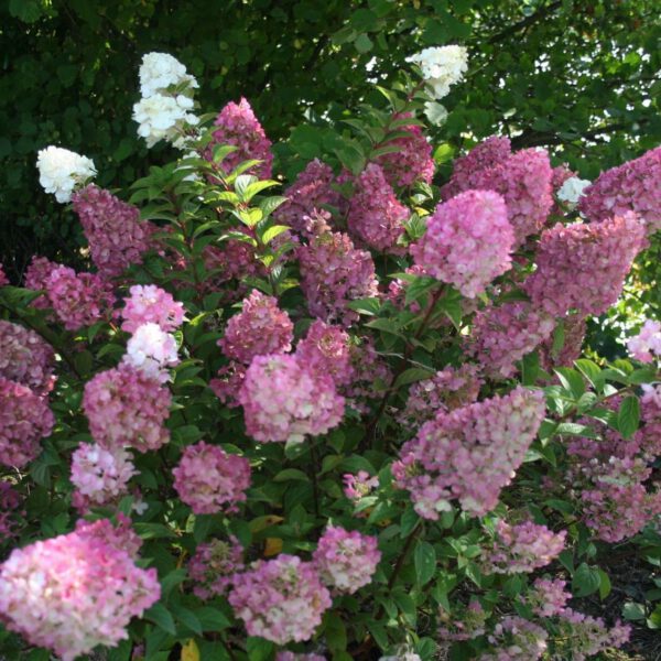 Rispenhortensie 'Sundae Fraise®'