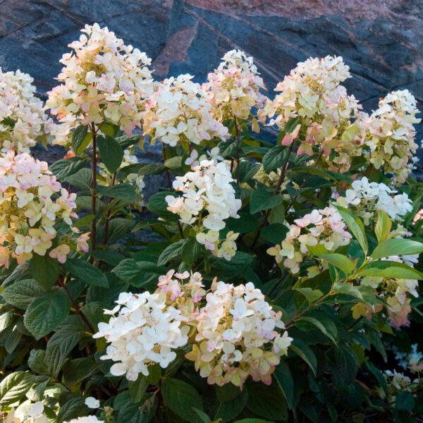 Rispenhortensie 'Tickled Pink'