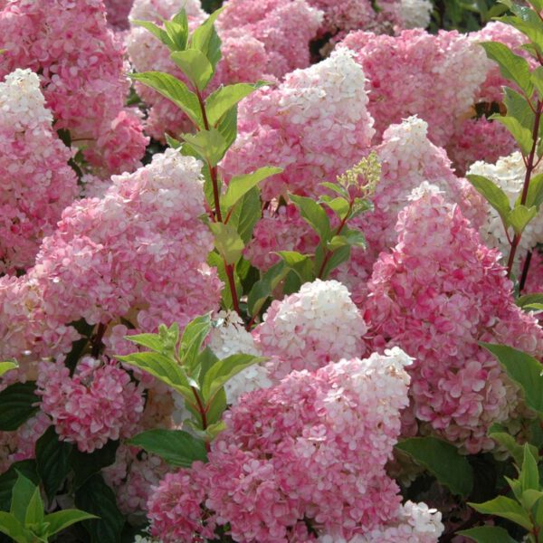 Rispenhortensie 'Vanilla-Fraise®'