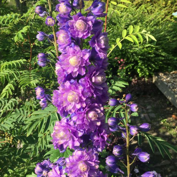 Rittersporn Highlander 'Bolero'