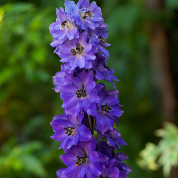 Rittersporn 'Magic Fountain dunkelblau'