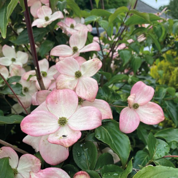 Rotblühender Blumenhartriegel 'Satomi'